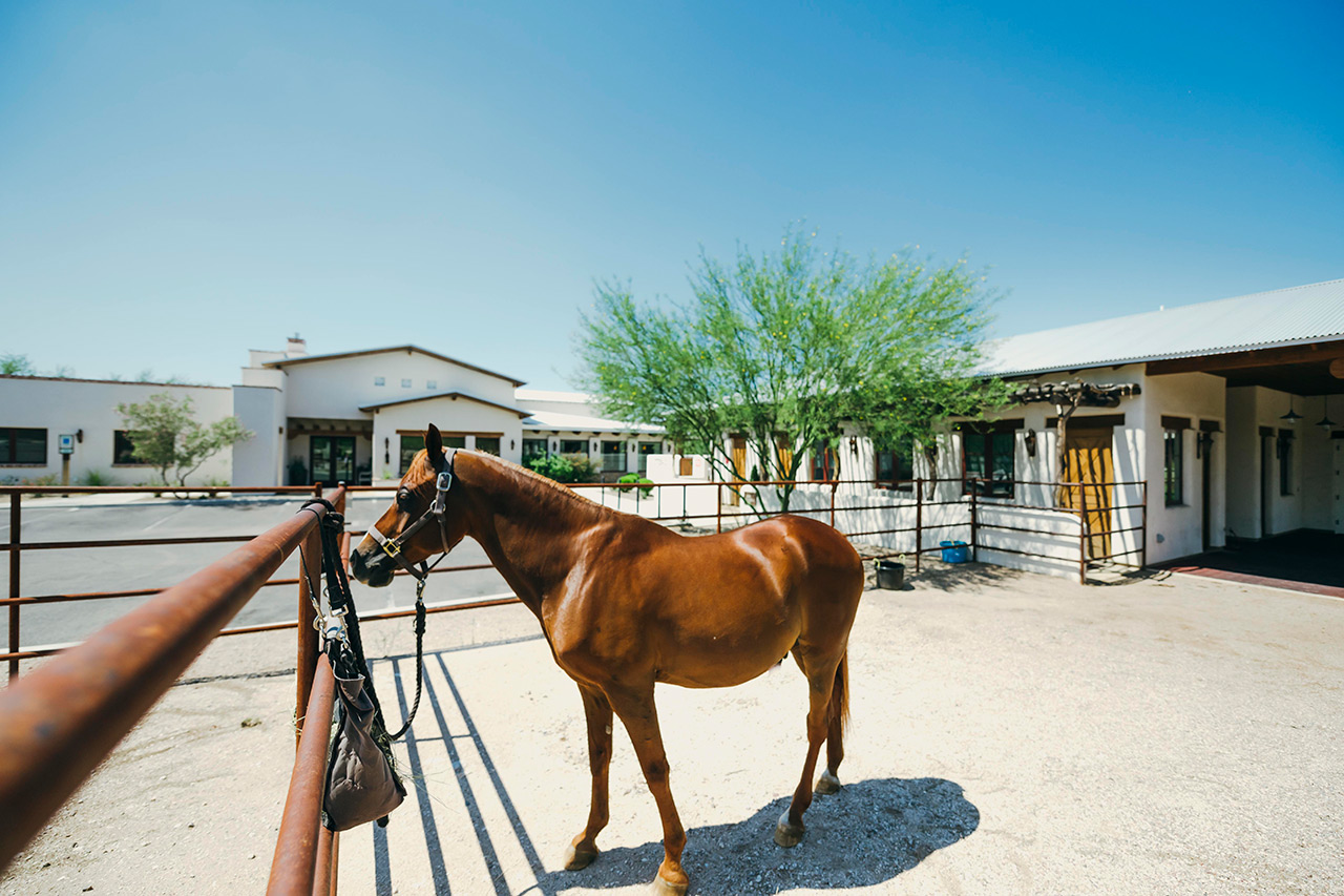 Horse in stables.