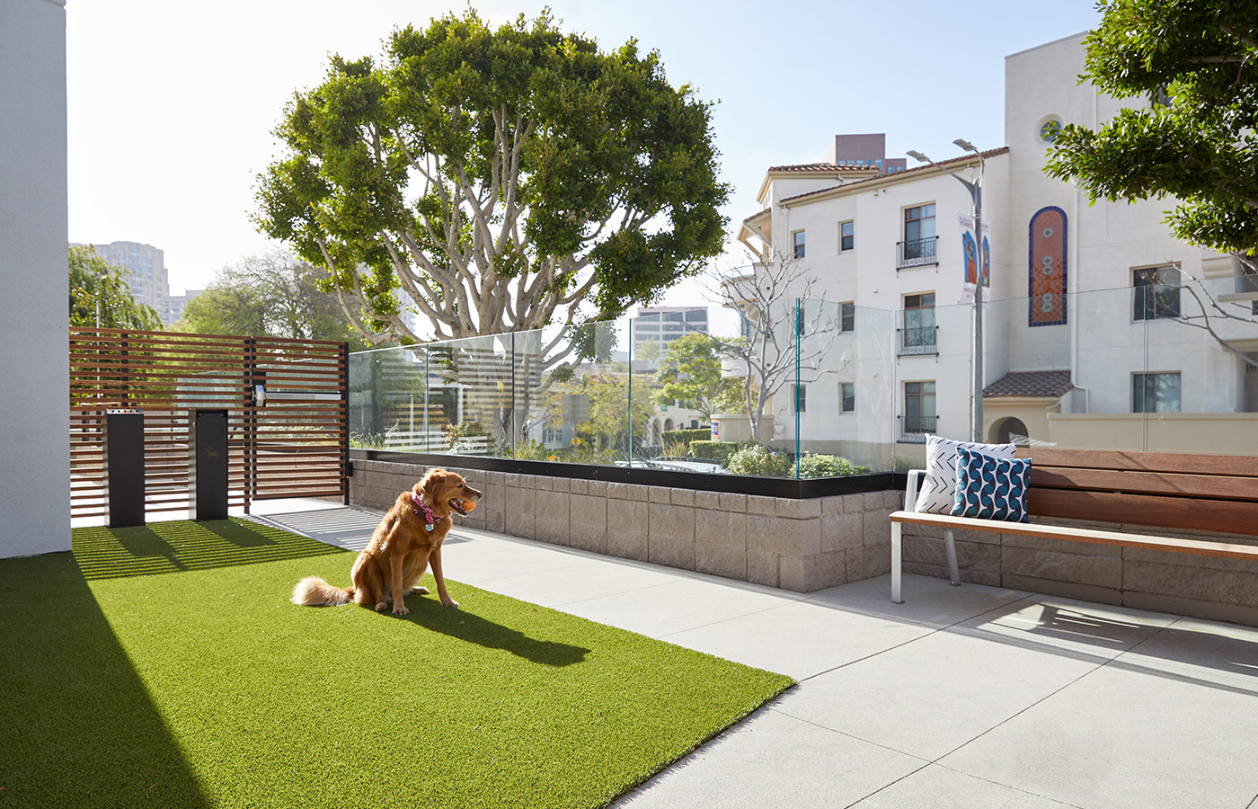 A dog is on a small green turf.