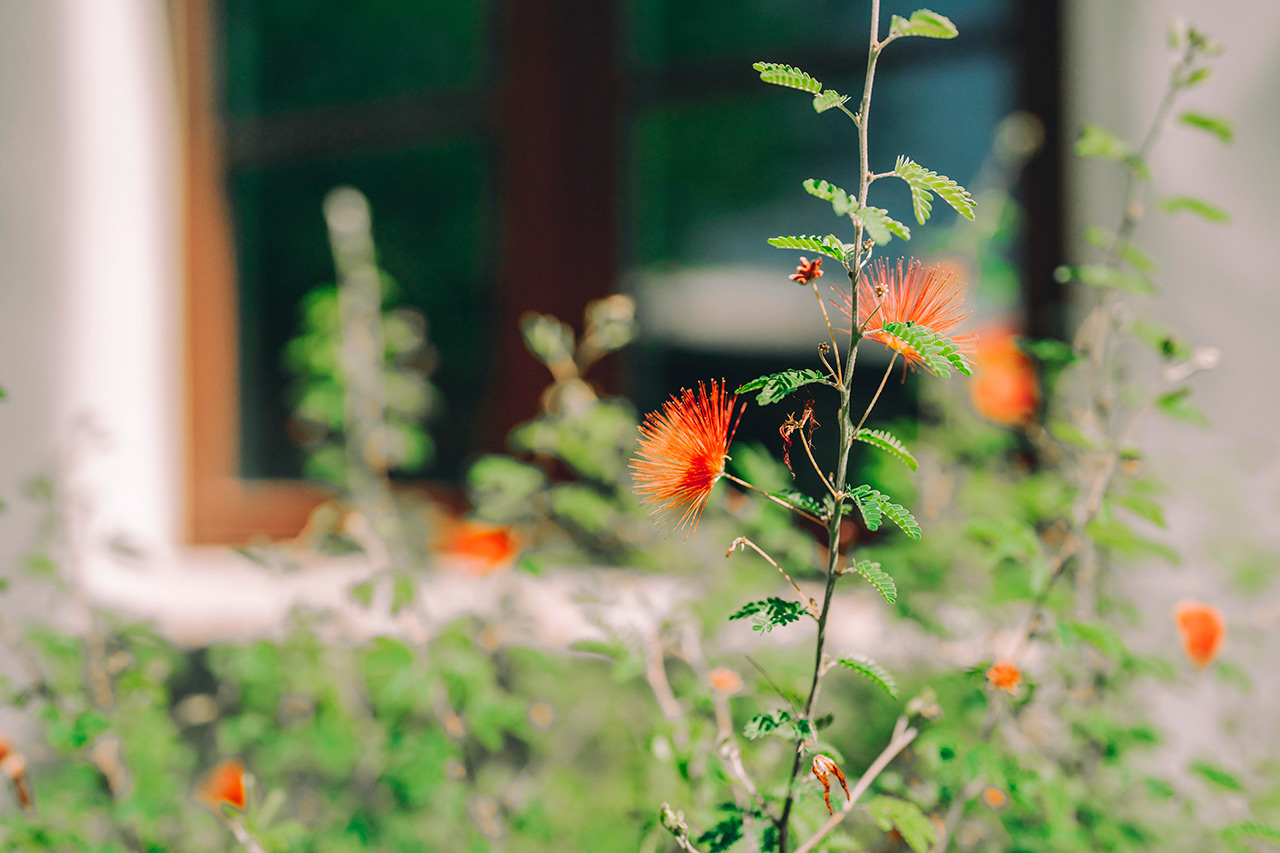 Plants getting sunshine.