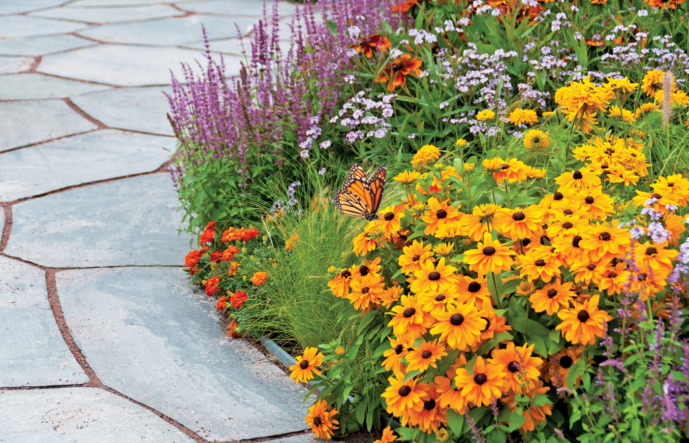 Flowers in a garden.