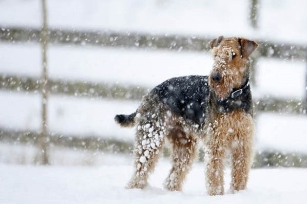 Dog in snow.