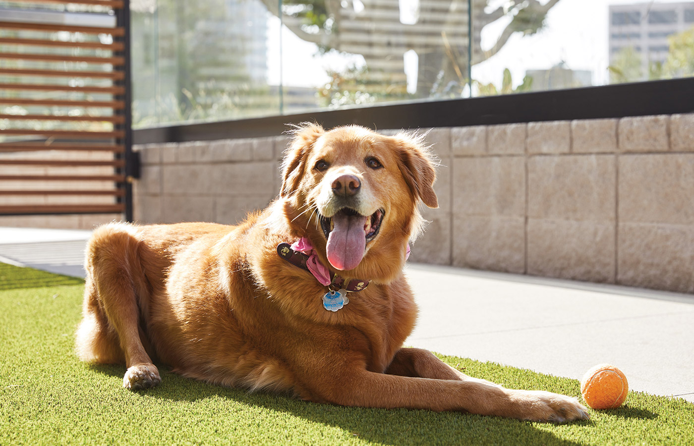 A dog is laying on turf.