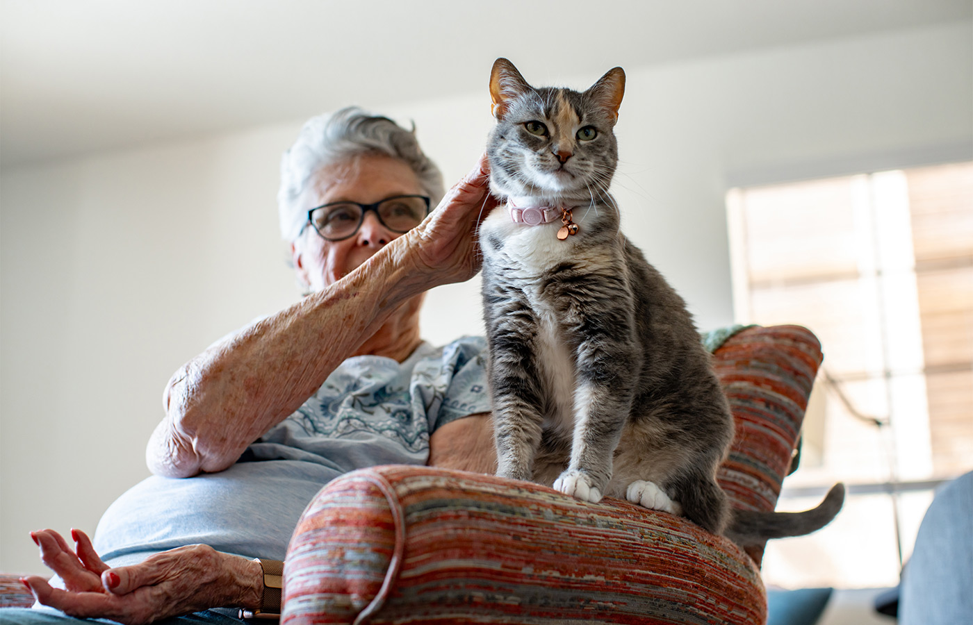 A person petting their cat.