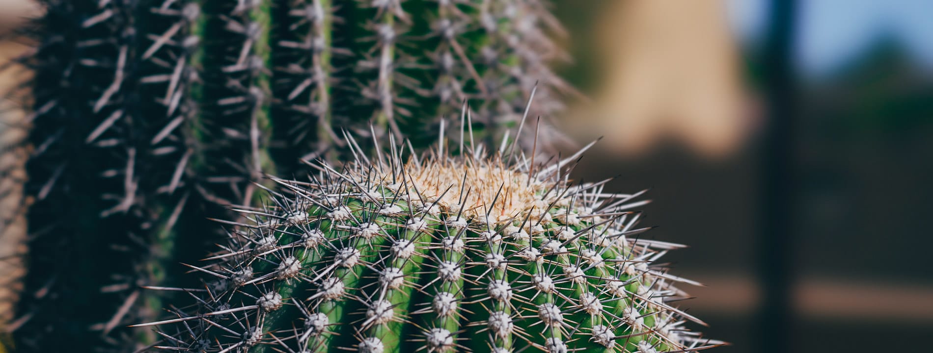 The huge needles of a cactus.