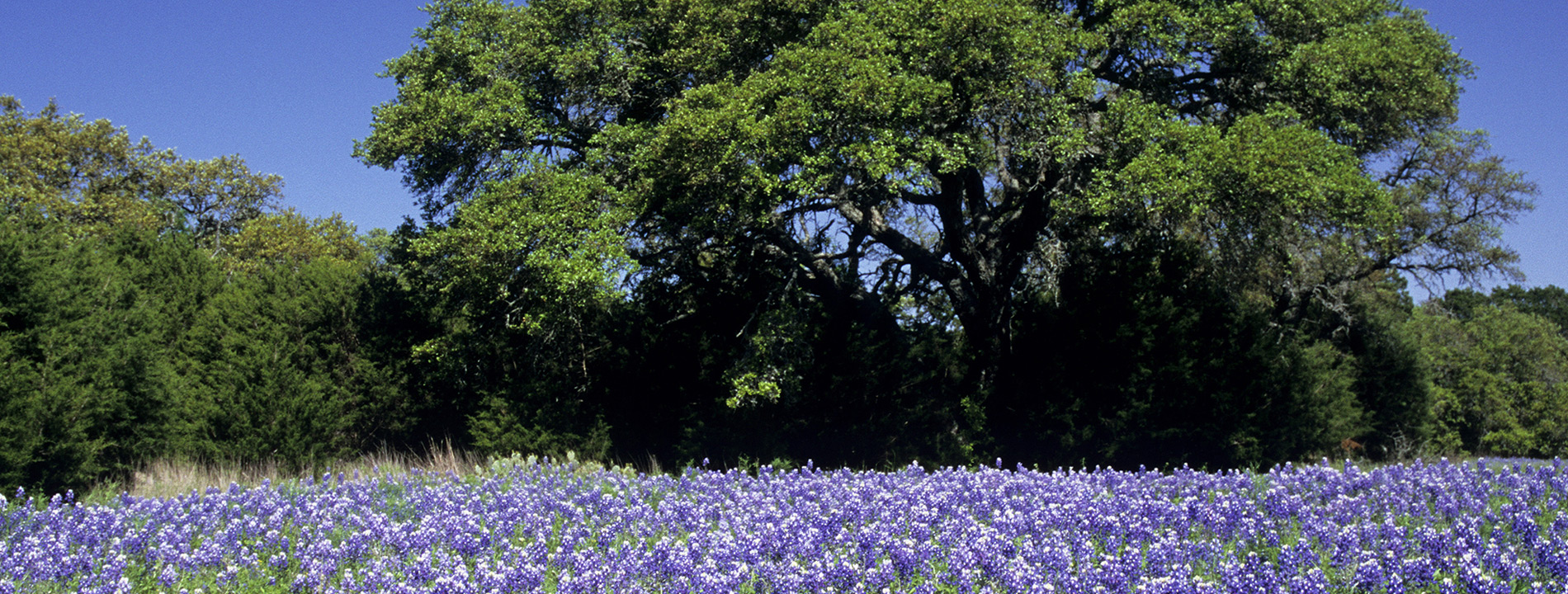 Trees by a field of flowers.