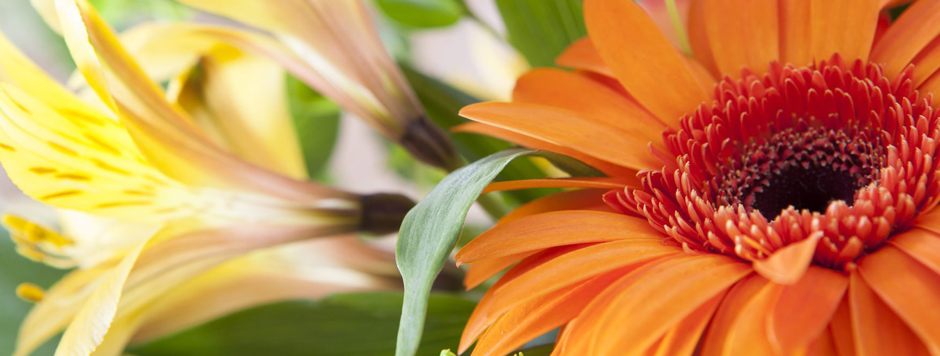 Closeup of a orange and yellow/white flower