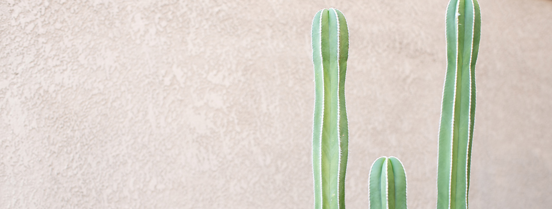 A cactus by a wall.