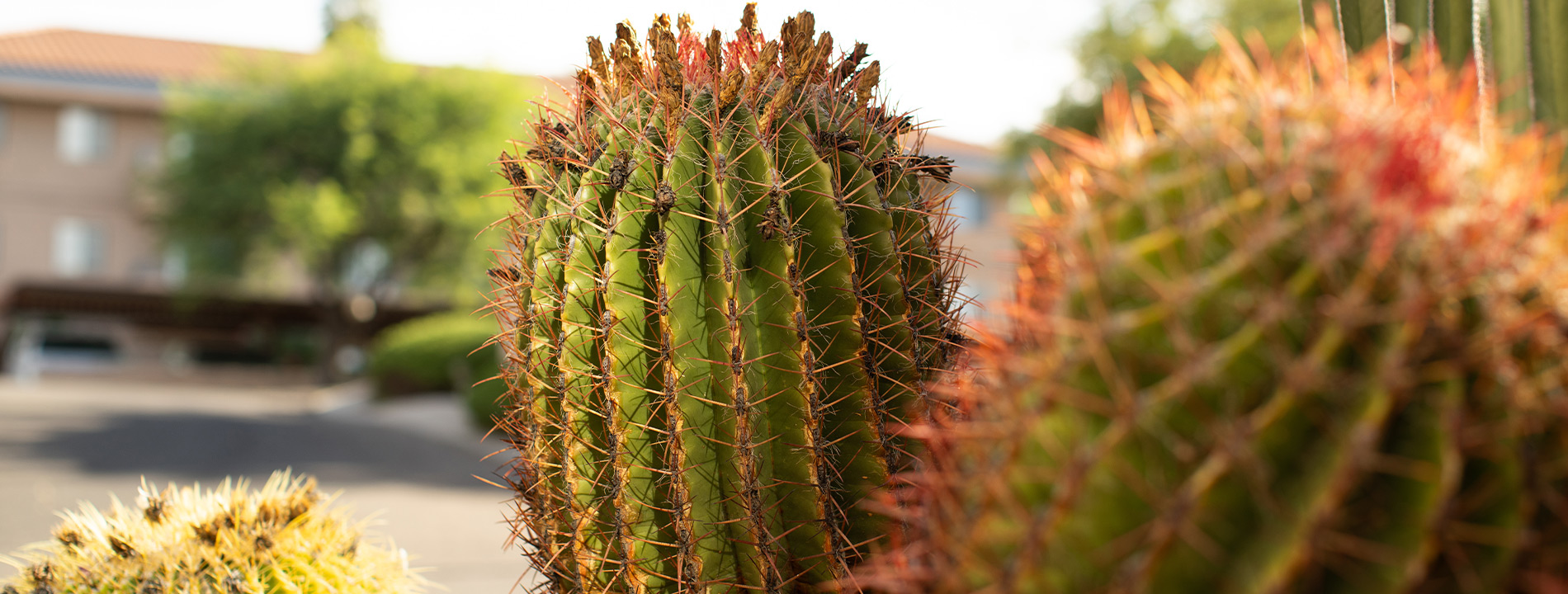 A couple of cactus outside.