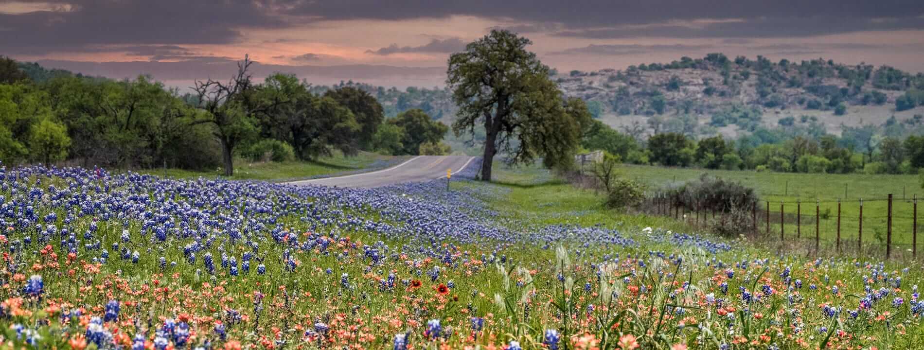 Field of flowers and trees.