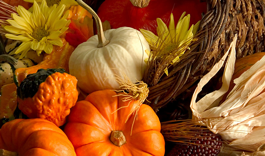 an arrangement of corn, pumpkins, squash, wheat, and sunflowers