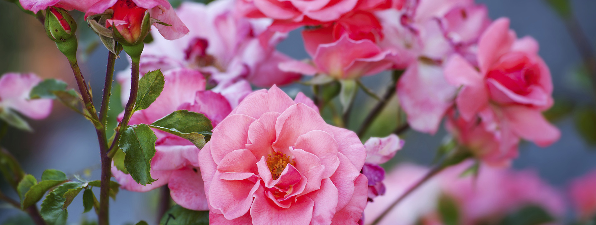 Pink roses.