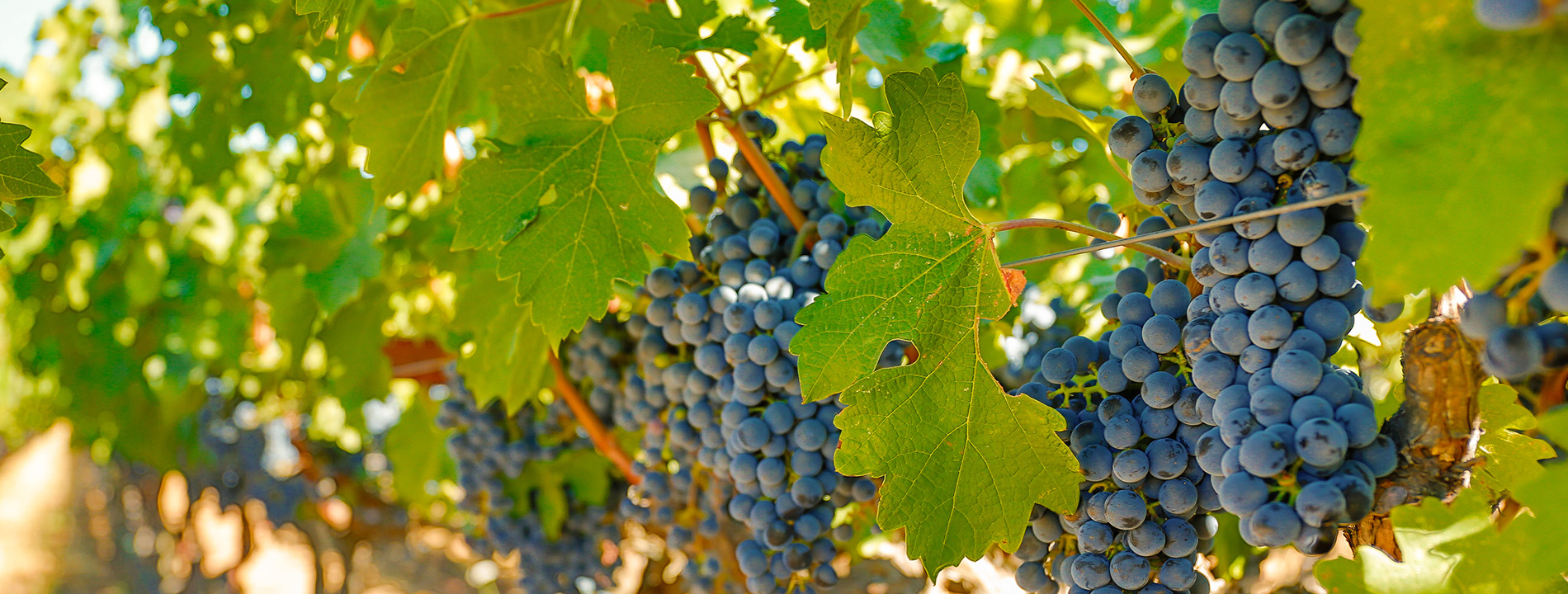 Grapes hanging from a tree.