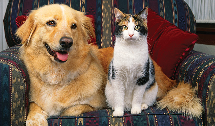 cat and dog sitting together on a chair